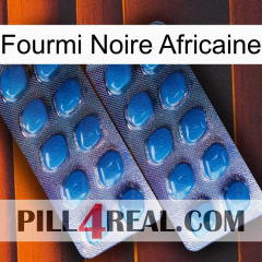 African Black Ant viagra2